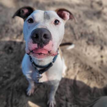 Thumper (Trained & SPONSORED) -  Terrier Dog for Adoption in Umatilla, Florida - Thumper (Trained & SPONSORED) | PetCurious