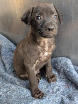SCOOTER -  Labrador Retriever Dog for Adoption in San Antonio, Texas - SCOOTER | PetCurious