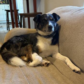 Australian Shepherd Dogs Available for Adoption in Yukon, Oklahoma - McClain | PetCurious