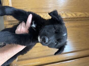 Blake -  Shepherd and Border Collie Dog for Adoption in Lincoln, California - Blake | PetCurious
