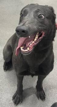 Belgian Shepherd Malinois Dogs Available for Adoption - GRAYSCALE | PetCurious