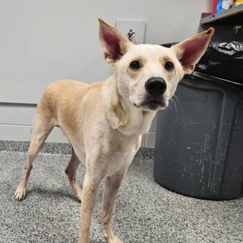 Chad -  Mixed Breed Dog for Adoption in Greenville, South Carolina - Chad | PetCurious