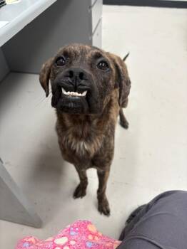 Rumi -  Boxer and Hound Dog for Adoption in Findlay, Ohio - Rumi | PetCurious