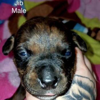 Jib -  Mixed Breed Dog for Adoption in Spring Hill, Kansas - Jib | PetCurious