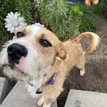 Captain Walnut -  Mixed Breed Dog for Adoption in Fletcher, North Carolina - Captain Walnut | PetCurious