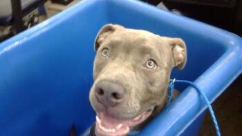 MERIDA -  Mixed Breed Dog for Adoption in Dallas, Texas - MERIDA | PetCurious