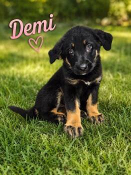 Demi -  Bernese Mountain Dog and German Shepherd Dog Dog for Adoption in Malvern, Pennsylvania - Demi | PetCurious