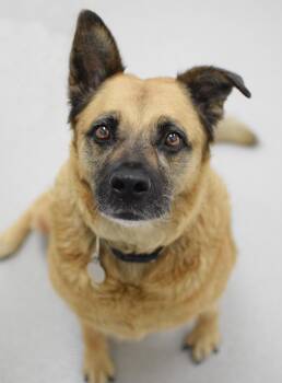 Bianca -  German Shepherd Dog Dog for Adoption in Pontiac, Michigan - Bianca | PetCurious