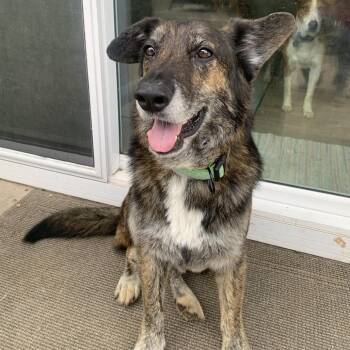 Australian Shepherd and German Shepherd Dog Dogs Available for Adoption in Santa Monica, California - Billy | PetCurious