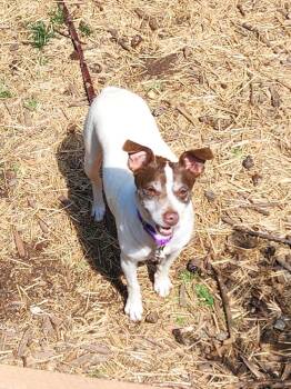 Beagle Dogs Available for Adoption in Troutman, North Carolina - CHLOE JANE  | PetCurious