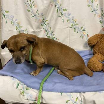 NUBBIN -  Chihuahua and Mixed Breed Dog for Adoption in Modesto, California - NUBBIN | PetCurious