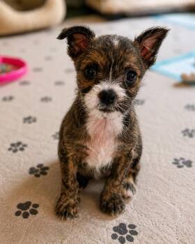 Opal -  Shih Tzu Dog for Adoption in Douglasville, Georgia - Opal | PetCurious