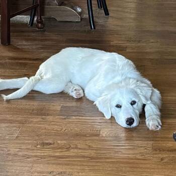 Callie -  Great Pyrenees and Mixed Breed Dog for Adoption in Tacoma, Washington - Callie | PetCurious