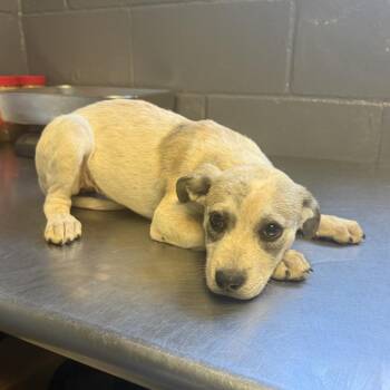 TUSC-Stray-85564_2_3 -  Pointer and Mixed Breed Dog for Adoption in Tuscaloosa, Alabama - TUSC-Stray-85564_2_3 | PetCurious