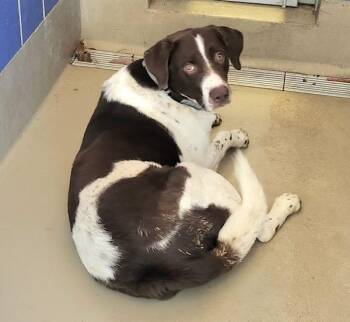 English Setter Dogs Available for Adoption - Frank | PetCurious