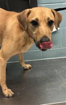 SAMUEL -  Black Mouth Cur Dog for Adoption in Corpus Christi, Texas - SAMUEL | PetCurious