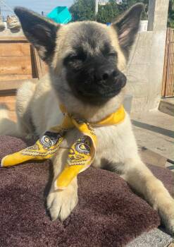 Winston -  Shepherd Dog for Adoption in Santa Monica, California - Winston | PetCurious