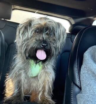 Yorkshire Terrier and Mixed Breed Dogs Available for Adoption - Monkey | PetCurious