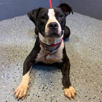 TUSC-Stray-85137 -  Pit Bull Terrier and Mixed Breed Dog for Adoption in Tuscaloosa, Alabama - TUSC-Stray-85137 | PetCurious