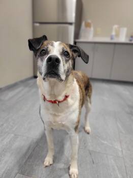 Rescue Mixed Breed Dogs for Adoption in Cooperstown, New York - Karma | PetCurious