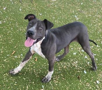 Caterpillar -  Mixed Breed and Pit Bull Terrier Dog for Adoption in Austin, Texas - Caterpillar | PetCurious