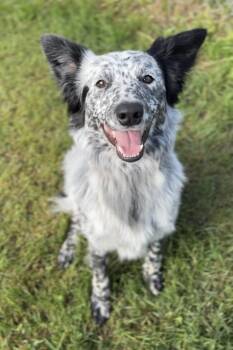 Enzo -  Border Collie and Mixed Breed Dog for Adoption in Bemidji, Minnesota - Enzo | PetCurious