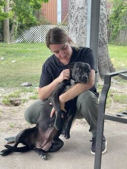 Labrador Retriever Dogs Available for Adoption in Silsbee, Texas - Jemma  | PetCurious