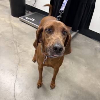 Redbone Coonhound Dogs Available for Adoption in Tampa, Florida - Amber | PetCurious