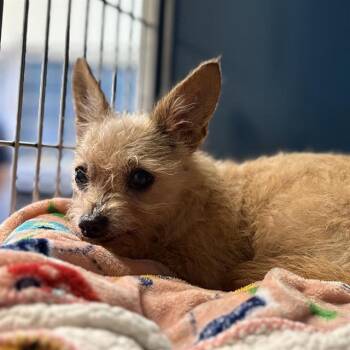 GINGER -  Chihuahua Dog for Adoption in Camarillo, California - GINGER | PetCurious