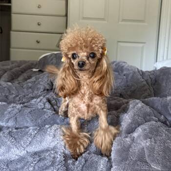 Poodle Dogs Available for Adoption in Los Angeles, California - Ginger | PetCurious