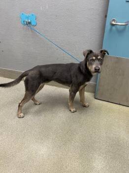 Pit Bull Terrier and Mixed Breed Dogs Available for Adoption in Las Vegas, Nevada - ACE VENTURA | PetCurious