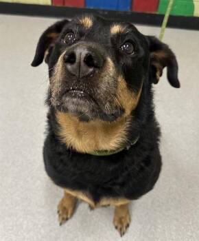 Rottweiler Dogs Available for Adoption - PHOENIX | PetCurious