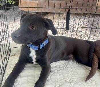 Labrador Retriever Dogs Available for Adoption in Tucson, Arizona - Guinness | PetCurious