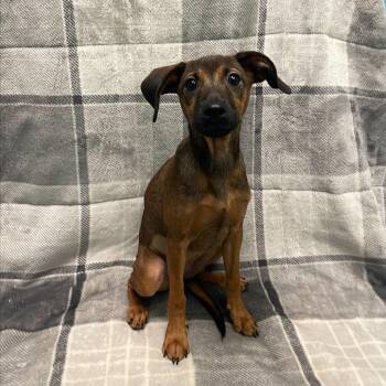 Buttercup -  Chihuahua Dog for Adoption in Fresno, California - Buttercup | PetCurious