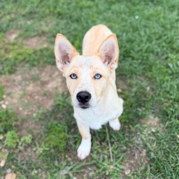 Cardigan Welsh Corgi and Husky Dogs Available for Adoption in Carencro, Louisiana - Snow Globe | PetCurious