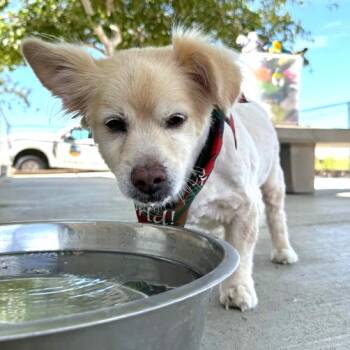 Leo Lamborghini -  Pomeranian Dog for Adoption in Ramona, California - Leo Lamborghini | PetCurious