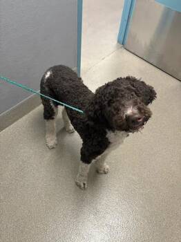 OAK -  Poodle and Mixed Breed Dog for Adoption in Las Vegas, Nevada - OAK | PetCurious