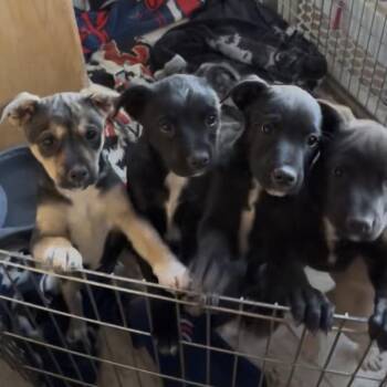 Shepherd and Mixed Breed Dogs Available for Adoption in Parker, Colorado - 548 (2026) | PetCurious