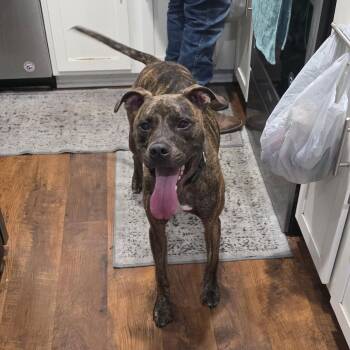 Mixed Breed Dogs Available for Adoption in Jacksonville, Florida - Philip | PetCurious