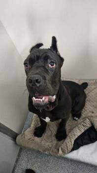 Cane -  Cane Corso Dog for Adoption in Annapolis, Maryland - Cane | PetCurious