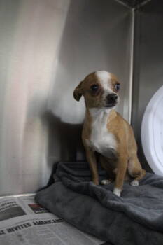 Rescue Chihuahua Dogs for Adoption in El Centro, California - Ziggy | PetCurious