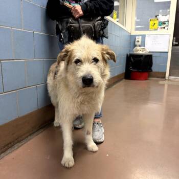 Irish Wolfhound Dogs Available for Adoption in Northbrook, Illinois - Chuy | PetCurious