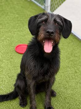 Fergus -  Giant Schnauzer and Poodle Dog for Adoption - Fergus | PetCurious