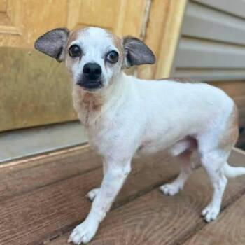 Andros -  Chihuahua and Mixed Breed Dog for Adoption in Fredericksburg, Virginia - Andros | PetCurious