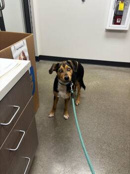 Kush -  Husky and Mixed Breed Dog for Adoption in Greenfield, Indiana - Kush | PetCurious
