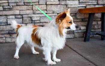 Lucas -  Papillon and Chihuahua Dog for Adoption in Yakima, Washington - Lucas | PetCurious