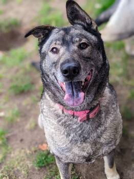 Rescue Norwegian Elkhound Dogs for Adoption in Los Angeles, California - Freida | PetCurious