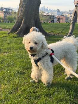 Bichon Frise Dogs Available for Adoption in New York, New York - Shania | PetCurious