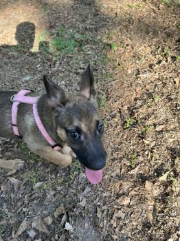 Poppet - Located in Georgia -  Belgian Shepherd Malinois Dog for Adoption in Imlay City, Michigan - Poppet - Located In Georgia | PetCurious