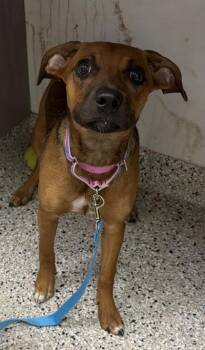 Sprout -  Mixed Breed Dog for Adoption in Kansas City, Missouri - Sprout | PetCurious